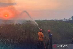 Kemenhut berikan sanksi 6 perusahaan pemegang PBPH sebabkan karhutla berulang di Kalimantan