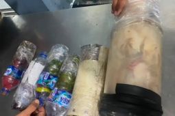 BKSDA Maluku amankan enam satwa dilindungi dari penumpang kapal