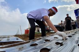 Dispertan Garut mengembangkan potensi komoditas stroberi dan bawang putih