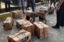 BKSDA Maluku uji coba mobile wildlife detection dog di Pelabuhan Ambon