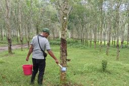 Pusat penelitian karet RPN intensifkan pengendalian penyakit gugur daun Pestalotiopsis di kebun percobaan Sungei Putih