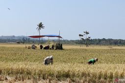 Stok beras di Gorontalo Utara cukup sampai akhir tahun