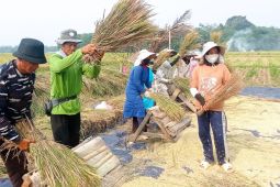 Produksi beras di Lebak surplus, cukup hingga 14 bulan ke depan