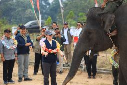 BKSDA Jambi dan Mitra PROTECT30 tinjau perlindungan gajah Sumatera