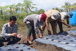 BBRMP Maluku dampingi petani kembangkan komoditas bawang merah