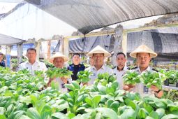 Lapas Manado budi daya sayur pakcoi bekali kemandirian warga binaan