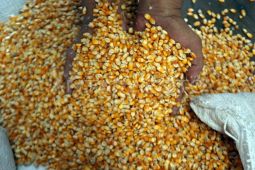 Bulog Sumut salurkan 930 ton jagung SPHP ke peternak jaga stabilitas