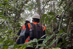 Dari Patroli ke Perlindungan Batang Toru