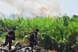 Petugas berjibaku padamkan karhutla di lahan kering Sungai Andai Banjarmasin