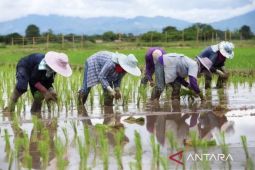 DTPH Kaltim gencarkan percepatan penanaman komoditas pangan untuk jaga LTT