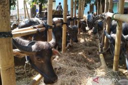 Vaksinasi PMK di Kudus sasar ribuan ekor ternak