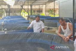 Kementerian KKP bantu budi daya ikan lele di 44 desa