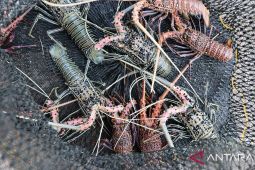 Pasokan lobster menurun, pengepul cari pasokan dari luar