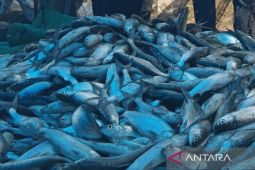 Komoditas perikanan Kota Cirebon memiliki potensi di pasar internasional