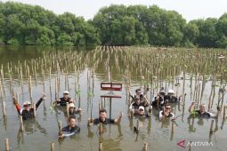 Menarini tanam 1.600 mangrove perkuat perlindungan pesisir