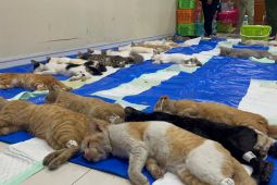 Sudin KPKP Jakbar lakukan sterilisasi gratis 200 kucing jantan lokal di Tamansari