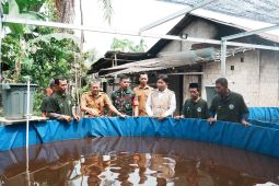 PLN UIP KLB dorong produktivitas pembudidayalele melalui electrifying aquaculture