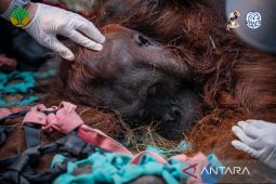 Orangutan jantan ditemukan lemas akibat asap karhutla di Kalbar