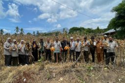 BRMP Aceh panen benih jagung varietas jakarin dan bisma bermutu tinggi