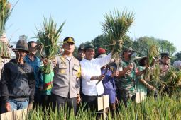 Pemkab Bandung menyiapkan pembebasan PBB bagi pemilik sawah LP2B
