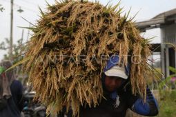 BPS: NTP-NTUP Sumut pada Agustus 2026 tumbuh positif
