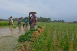 Rehabilitasi tuntas, petani di Bireuen kembali tanam padi seluas 302 hektare