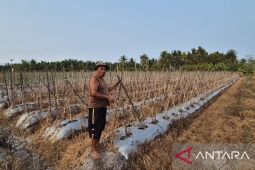 Kemarau panjang picu gagal panen di Sangatta Selatan Kutim