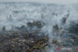 BPBD: Karhutla di Kalimantan Selatan capai 12.339 hektare
