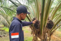 Harga TBS sawit Kalbar Januari hingga Agustus 2026 bergerak fluktuatif