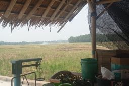 Lahan kering, ratusan petani Lebak beralih profesi