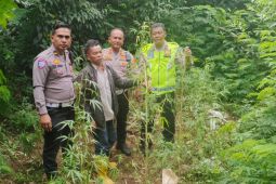 Kecelakaan lalu lintas ungkap ladang ganja, 12 tanaman disita Polisi di Karo