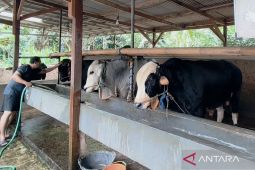 Barantin minta peternak waspadai ancaman penyakit hewan di tengah cuaca ekstrem dan kemarau