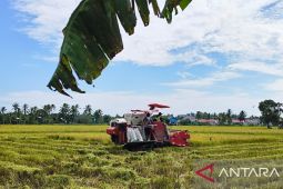 Petani di Kabupaten Penajam Kaltim panen padi di tengah kemarau