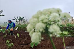 BMKG: Pertanian waspadai puncak kemarau yang diperparah El Nino kuat