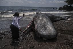 Paus sperma terdampar di Pantai Taduma Ternate