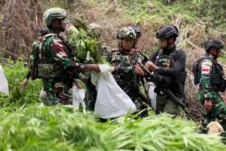 Satgas TNI temukan 1.347 batang ganja di hutan Pegubin