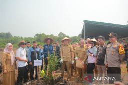 Koperasi di Bangka Barat bantu peremajaan kebun kelapa sawit rakyat