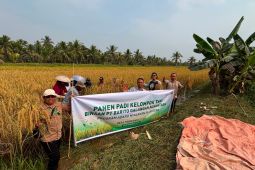 PT BGN panen padi semi organik bersama petani Barito Kuala