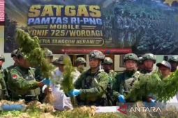 Satgas Yonif 725 temukan 21.400 batang ganja di Yahukimo