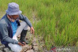Puluhan hektare lahan sawah di Jambi gagal panen akibat kemarau