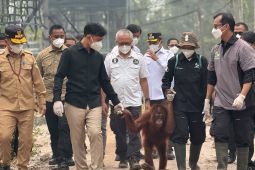 Gibran pastikan perawatan orangutan terdampak asap karhutla