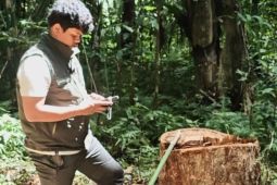 Kemenhut telusuri rantai peredaran kayu ilegal di Buru Selatan Maluku