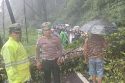 Pohon tumbang sempat lumpuhkan Jalan Jamin Ginting, arus Medan--Berastagi kembali normal