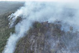20 hektare lahan terbakar berhasil dipadamkan di Sepaku