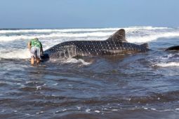 Kepolisian Resor Jembrana amankan hiu paus terdampar di pantai Kecamatan Pekutatan
