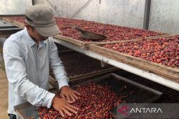 Kopi dari Gunung Ciremai, dulu dipropagandakan sekarang bernilai tinggi