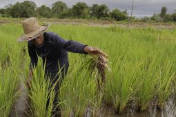 Kementan alokasikan AUTP 100 ribu ha pada 2026, lindungi petani saat El Nino