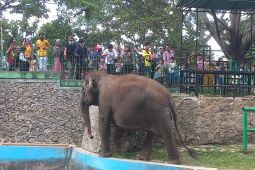 Mulai agresif, Gajah Sumatera Zidan di TMSBK Bukittinggi diusulkan dievakuasi
