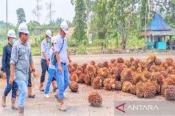 Disdagrin Barito Utara perkuat monitoring industri sawit