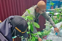 BKHIT Maluku awasi 16 ribu bibit tanaman cegah penyebaran hama